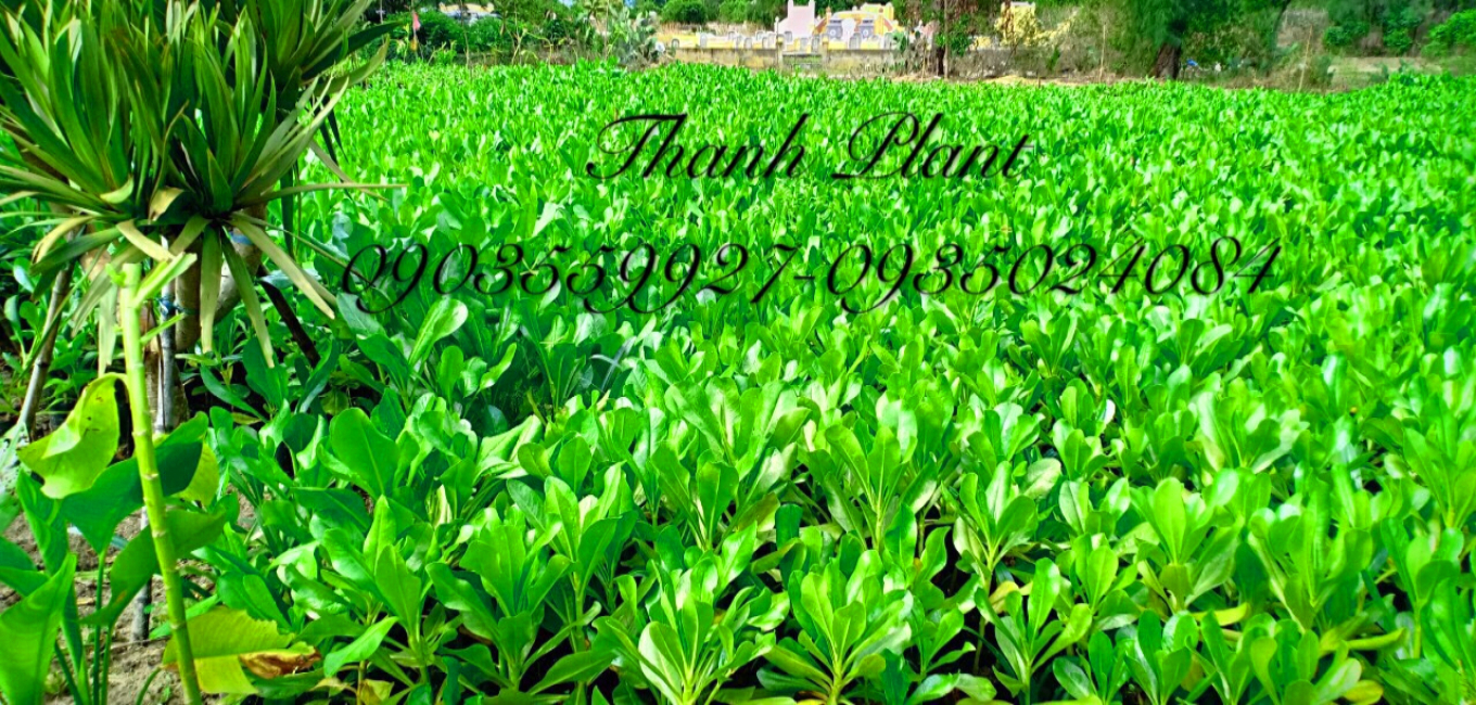 Cây phong ba vườn Thanh Plant