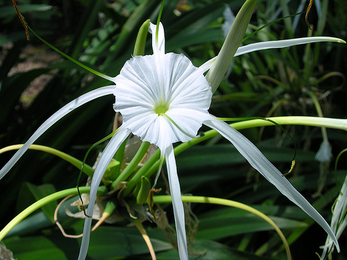 Cây Bạch Trinh Biển (Cây Thủy Tiên)